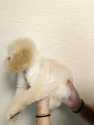 トイプードルの子犬　ブリーダー 子犬専門　AngelWan 横浜