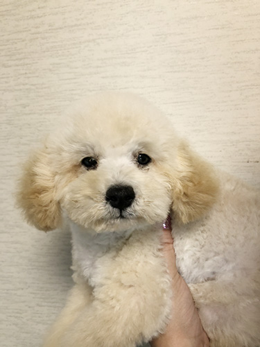 トイプードルの子犬　ブリーダー 子犬専門　AngelWan 横浜