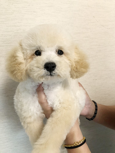 トイプードルの子犬　ブリーダー 子犬専門　AngelWan 横浜