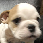 ブルドッグの子犬　ブリーダー 子犬専門　AngelWan 横浜