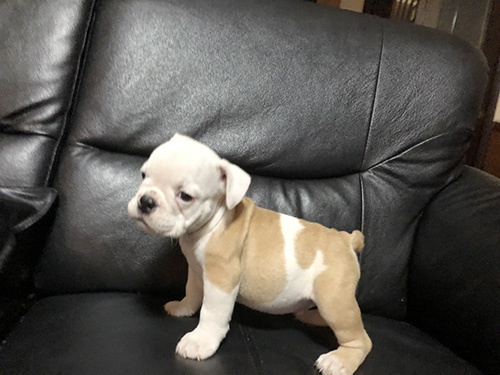 ブルドッグの子犬　ブリーダー 子犬専門　AngelWan 横浜