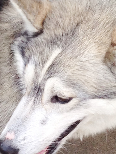 シベリアンハスキーの子犬