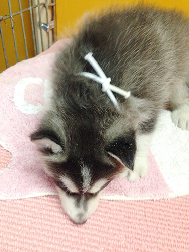 シベリアンハスキーの子犬　ブリーダー 子犬専門　AngelWan 横浜