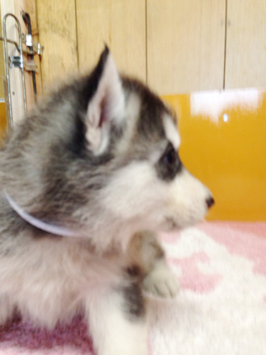 シベリアンハスキーの子犬　ブリーダー 子犬専門　AngelWan 横浜