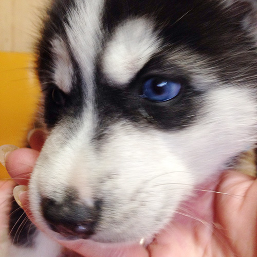 シベリアンハスキーの子犬　ブリーダー 子犬専門　AngelWan 横浜
