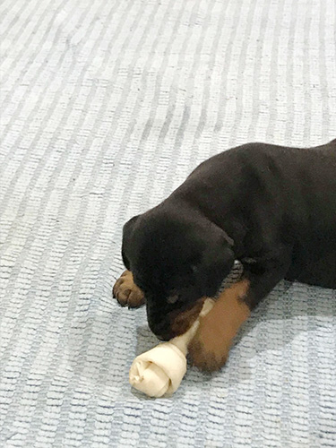 カジカジするの好き!