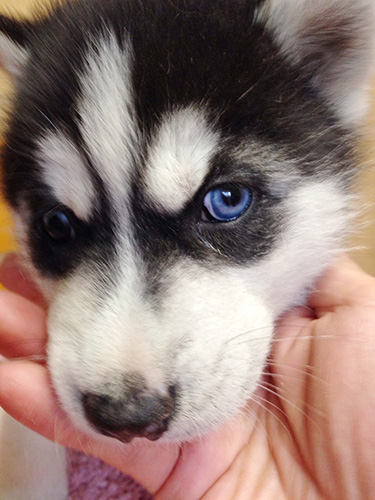 シベリアンハスキーの子犬　ブリーダー 子犬専門　AngelWan 横浜