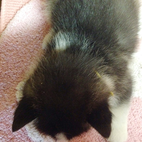 シベリアンハスキーの子犬　ブリーダー 子犬専門　AngelWan 横浜