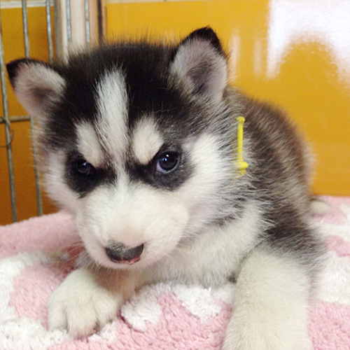 シベリアンハスキーの子犬　ブリーダー 子犬専門　AngelWan 横浜