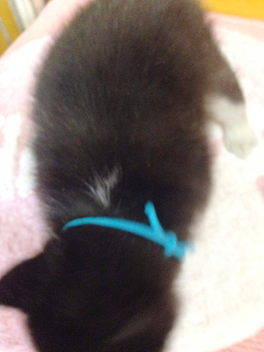 シベリアンハスキーの子犬　ブリーダー 子犬専門　AngelWan 横浜