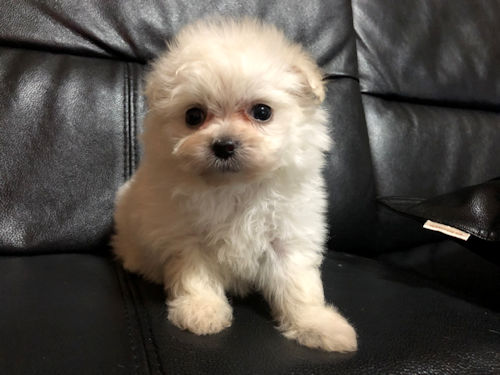 MIX　子犬　ブリーダー　ペットショップ