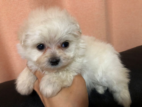 ミックス　子犬販売　見学可能