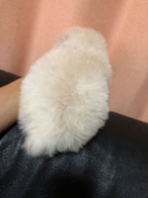 みっくす　こいぬ　ぶりーだー　ぺっとしょっぷ