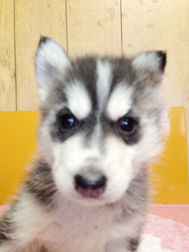 シベリアンハスキーの子犬　ブリーダー 子犬専門　AngelWan 横浜