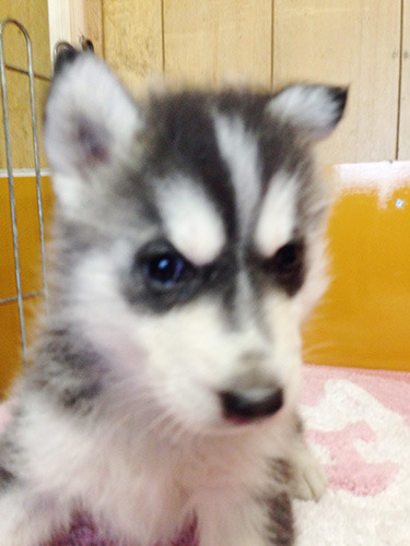 シベリアンハスキーの子犬　ブリーダー 子犬専門　AngelWan 横浜