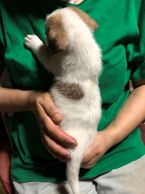 Jack Russell Terrier　クッキー　子犬