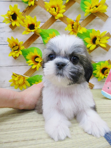 シーズーの子犬　ブリーダー 子犬専門　AngelWan 横浜