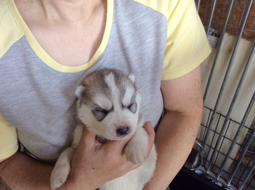 シベリアンハスキーの子犬 ブリーダー 子犬専門 AngelWan 横浜