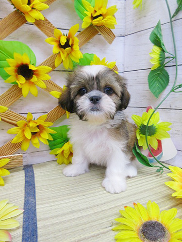 シーズーの子犬　ブリーダー 子犬専門　AngelWan 横浜
