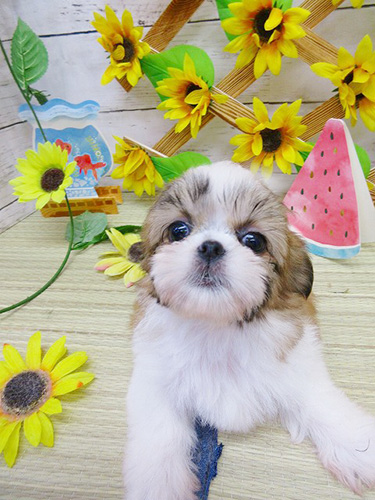 シーズーの子犬 ブリーダー 子犬専門 AngelWan 横浜