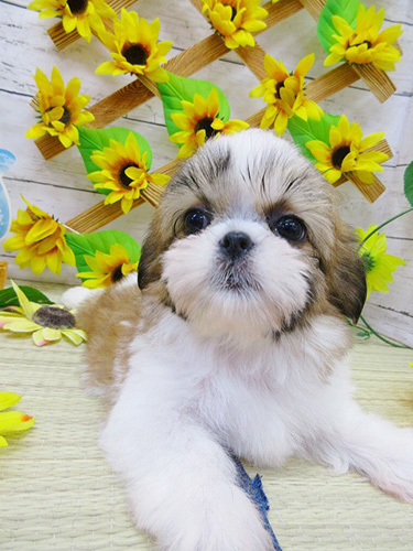 シーズーの子犬 ブリーダー 子犬専門 AngelWan 横浜