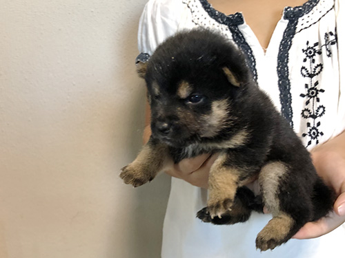 豆柴の子犬　ブリーダー 子犬専門　AngelWan 横浜