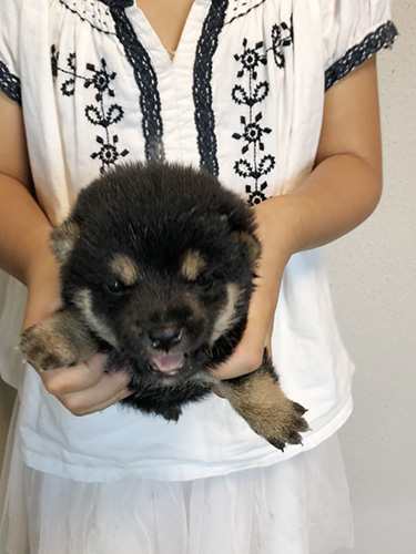 豆柴の子犬　ブリーダー 子犬専門　AngelWan 横浜