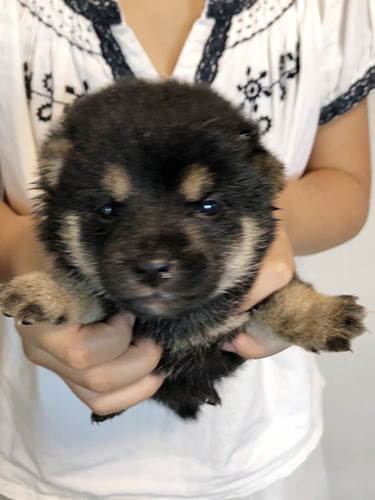 豆柴の子犬　ブリーダー 子犬専門　AngelWan 横浜