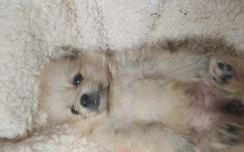 ポメラニアンの子犬　ブリーダー 子犬専門　AngelWan 横浜