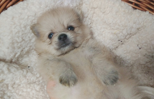 ポメラニアンの子犬　ブリーダー 子犬専門　AngelWan 横浜