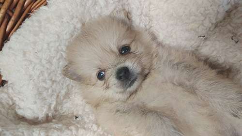 柔らかくてヌイグルミみたい！