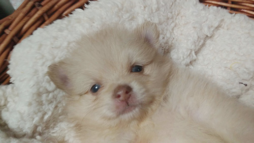 ポメラニアンの子犬 ブリーダー 子犬専門 AngelWan 横浜
