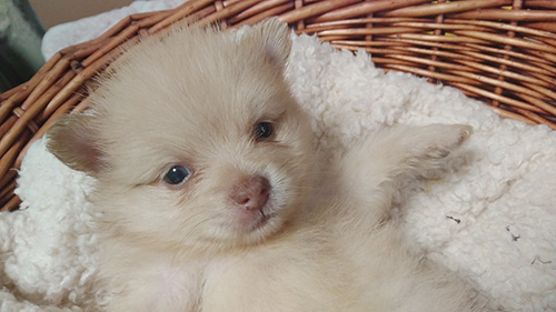 ポメラニアンの子犬 ブリーダー 子犬専門 AngelWan 横浜