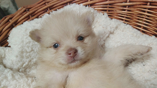 ポメラニアンの子犬 ブリーダー 子犬専門 AngelWan 横浜