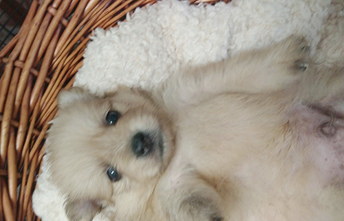 ポメラニアンの子犬　ブリーダー 子犬専門　AngelWan 横浜