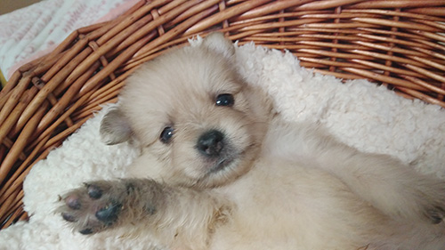 ポメラニアンの子犬　ブリーダー 子犬専門　AngelWan 横浜