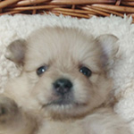 ポメラニアンの子犬　ブリーダー 子犬専門　AngelWan 横浜
