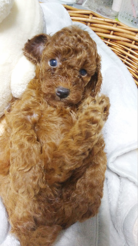 トイプードルの子犬　ブリーダー 子犬専門　AngelWan 横浜