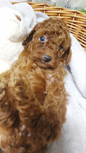 トイプードルの子犬　ブリーダー 子犬専門　AngelWan 横浜