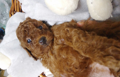 トイプードルの子犬　ブリーダー 子犬専門　AngelWan 横浜