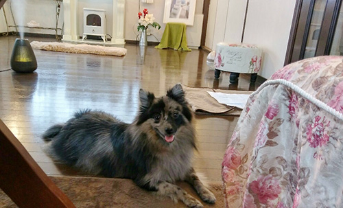 ポメラニアンの子犬　ブリーダー 子犬専門　AngelWan 横浜