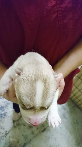 シベリアンハスキーの子犬　ブリーダー 子犬専門　AngelWan 横浜