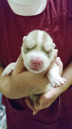 シベリアンハスキーの子犬　ブリーダー 子犬専門　AngelWan 横浜