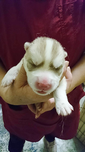 シベリアンハスキーの子犬　ブリーダー 子犬専門　AngelWan 横浜