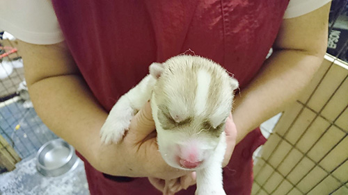 シベリアンハスキーの子犬　ブリーダー 子犬専門　AngelWan 横浜