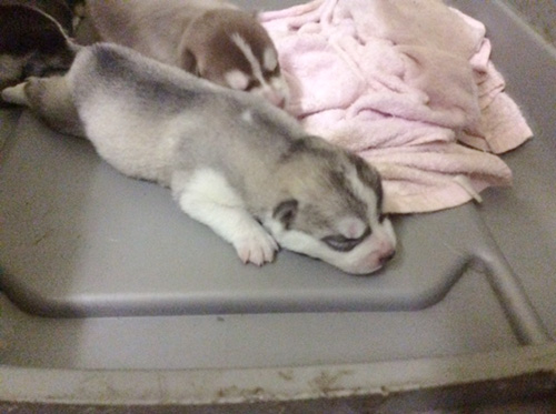 シベリアンハスキーの子犬 ブリーダー 子犬専門 AngelWan 横浜