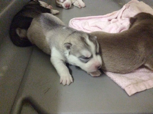 シベリアンハスキーの子犬 ブリーダー 子犬専門 AngelWan 横浜