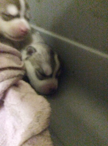 シベリアンハスキーの子犬 ブリーダー 子犬専門 AngelWan 横浜