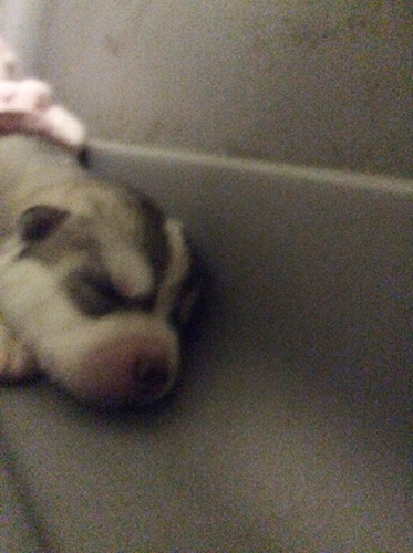 シベリアンハスキーの子犬 ブリーダー 子犬専門 AngelWan 横浜