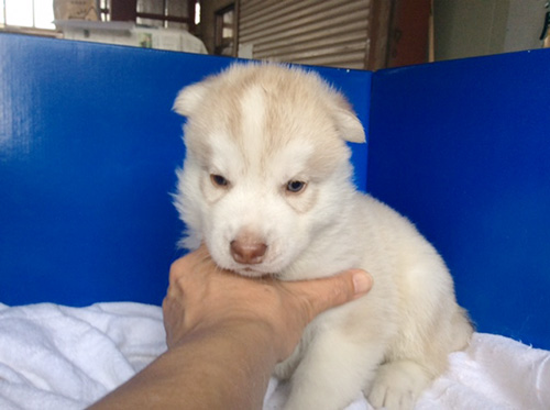 シベリアンハスキーの子犬　ブリーダー 子犬専門　AngelWan 横浜